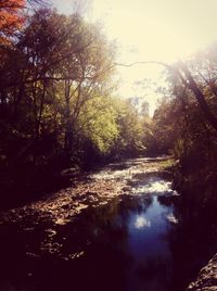 Sun shining through trees in forest