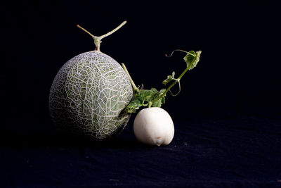 still life photography