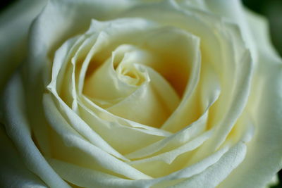 Macro shot of rose bud