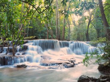 Scenic view of waterfall in forest