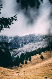 Pine trees on snowcapped mountains against sky