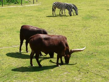 Horse grazing on field