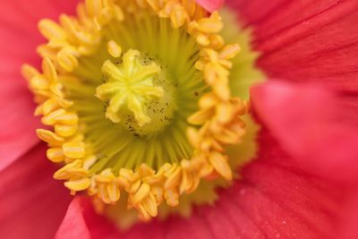 Close-up of yellow flower