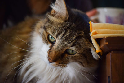 Close-up portrait of a cat