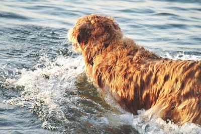 Close-up of horse in sea