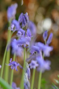 Bluebells in garden