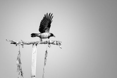 Low angle view of bird perching against clear sky