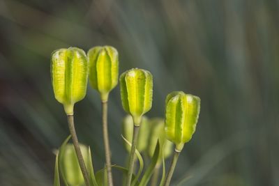 Close-up of flower buds