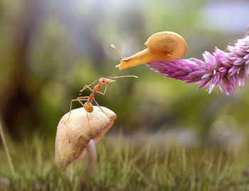 Close-up of ant and snail