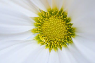 Close-up of yellow flower