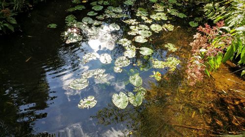 Reflection of trees in lake