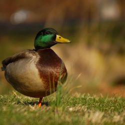 Close-up of bird on grass