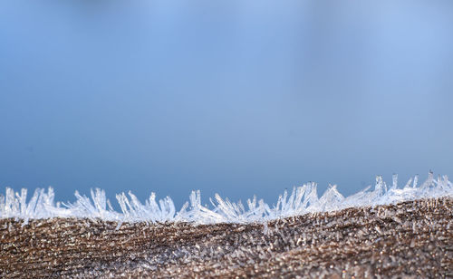 Close-up of frozen plants against clear blue sky