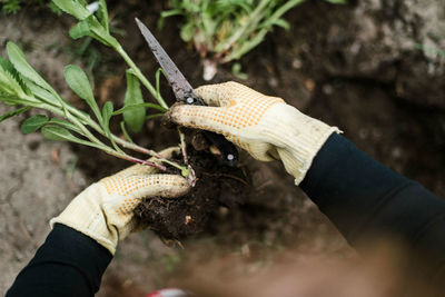 Cropped hand of man holding plant