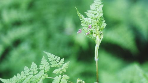 Close-up of flowers blooming outdoors