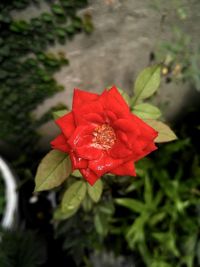 Close-up of red flower blooming outdoors