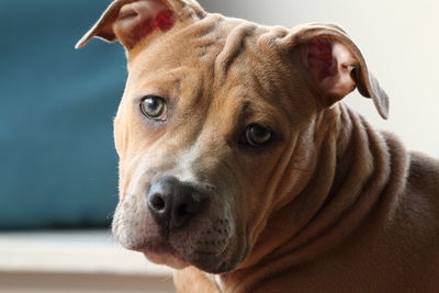 Close-up portrait of a dog