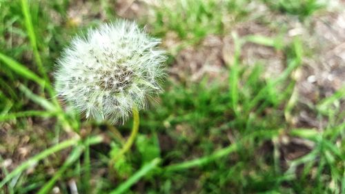 Dandelion flower