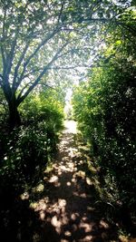 Trees growing in forest