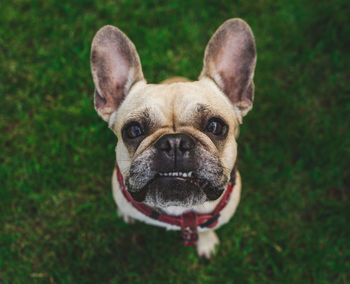 Close-up portrait of a dog on field