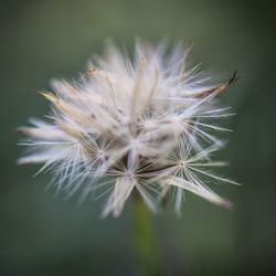 Close-up of dandelion on plant