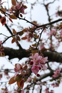 Close-up of pink flowers on branch