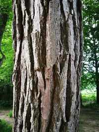 Close-up of tree trunk in forest