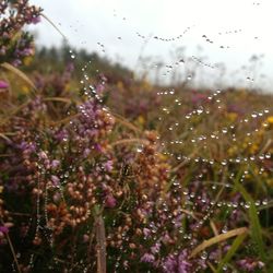 Close-up of water drops on leaf