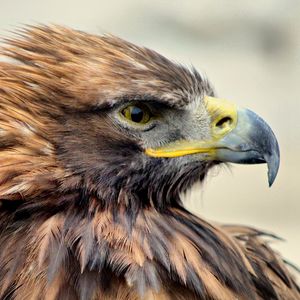 Close-up of a bird looking away