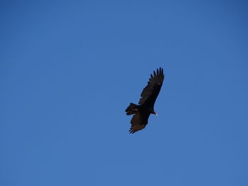 Low angle view of eagle flying against clear blue sky