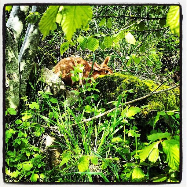 transfer print, green color, growth, animal themes, auto post production filter, plant, grass, one animal, leaf, nature, wildlife, field, tree, mammal, lush foliage, outdoors, day, no people, green, animals in the wild