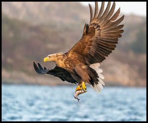 Bird flying over the sea