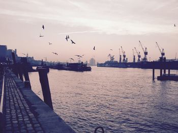 Birds flying over sea against sky