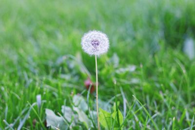 Close-up of dandelion flower on field