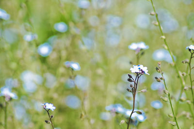 Close-up of white flowers blooming outdoors