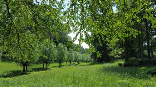 Trees growing on field