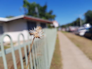 Close-up of flowering plant on road