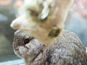 Close-up of a rabbit