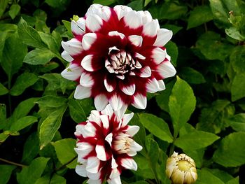 Close-up of flowers blooming outdoors