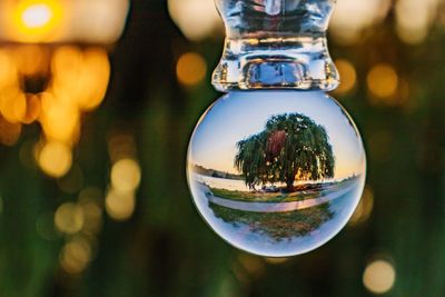 Reflection of tree in crystal ball