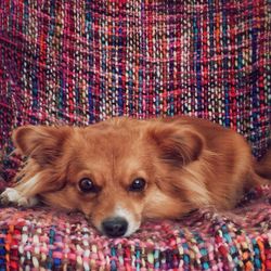 Close-up of dog resting