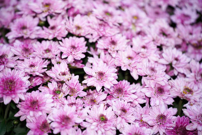 Close-up of pink flowering plants