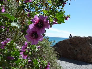 Close-up of purple flowers blooming against sky