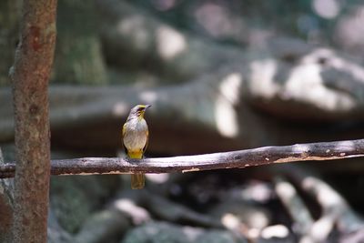 Close-up of bird perching on branch