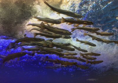 Close-up of jellyfish swimming in aquarium