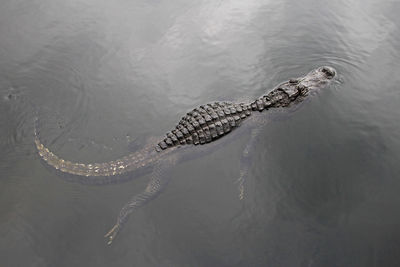 High angle view of crocodile swimming in sea
