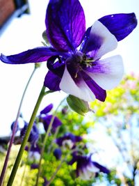 Close-up of purple flower blooming outdoors