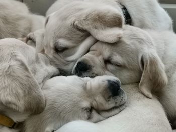 Close-up of puppys sleeping