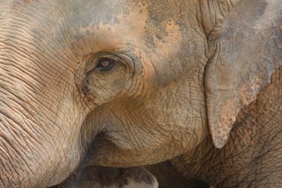 Close-up of elephant