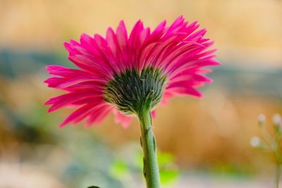 Close-up of pink flower